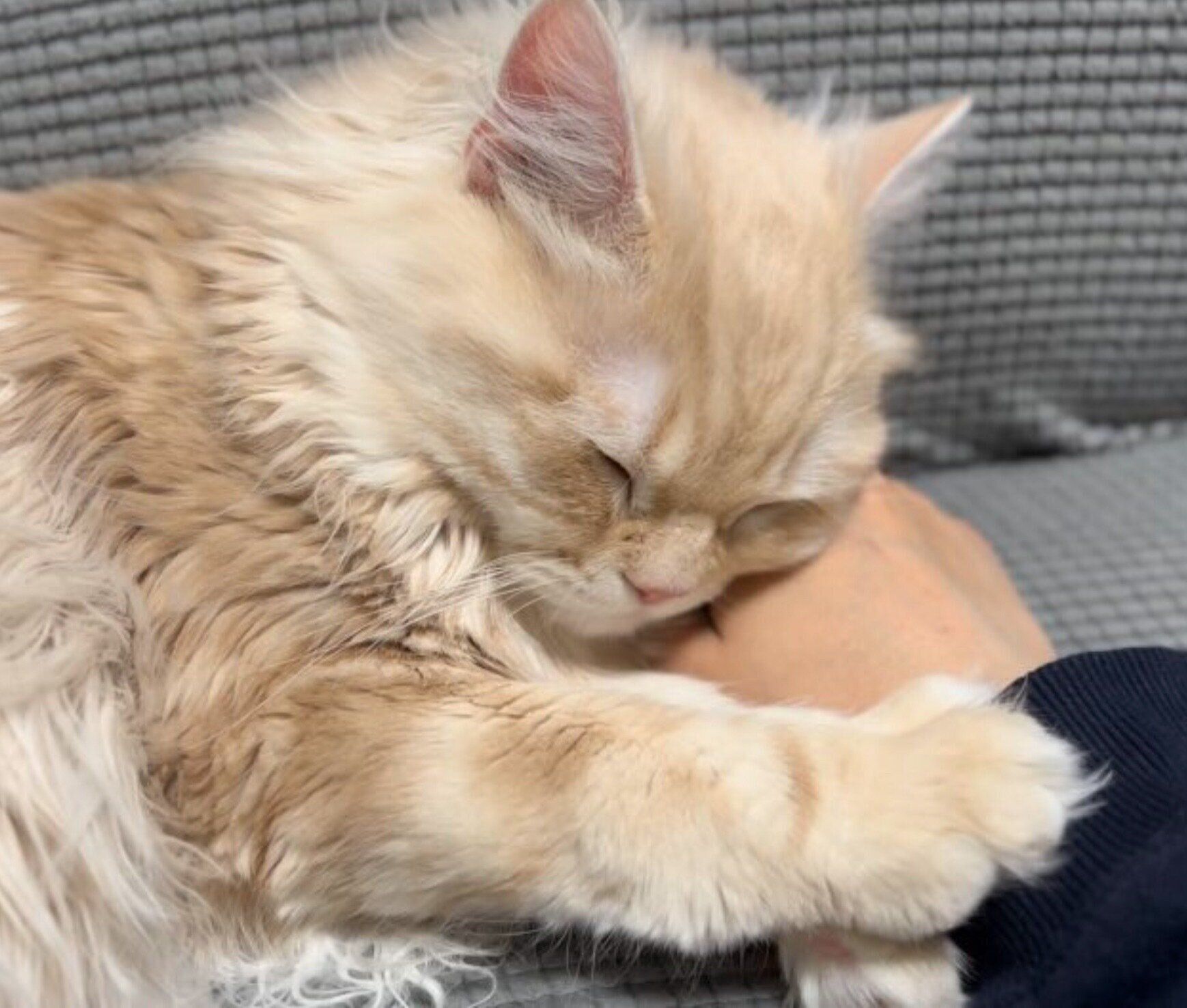 飼い主さんにくっついて眠るもこくん