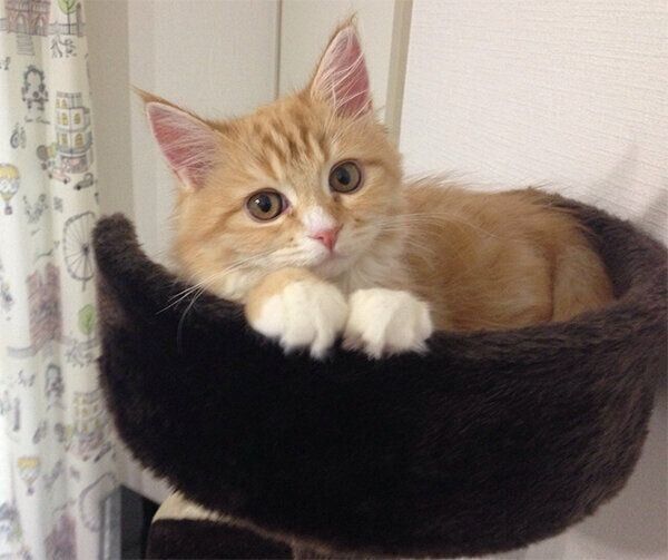 くつろぐまめちゃん