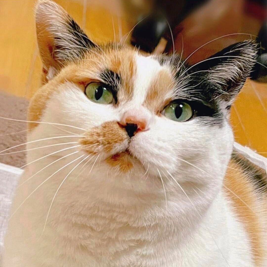 どこかを見つめるニャーちゃん