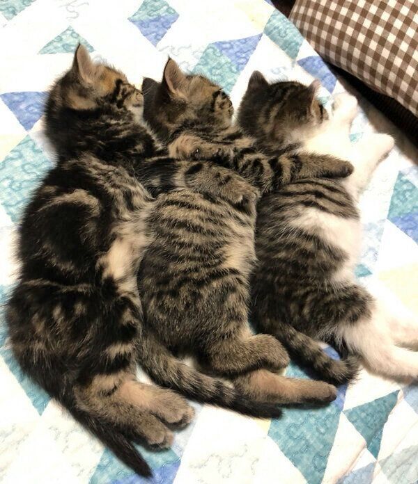 保護した3匹の子猫