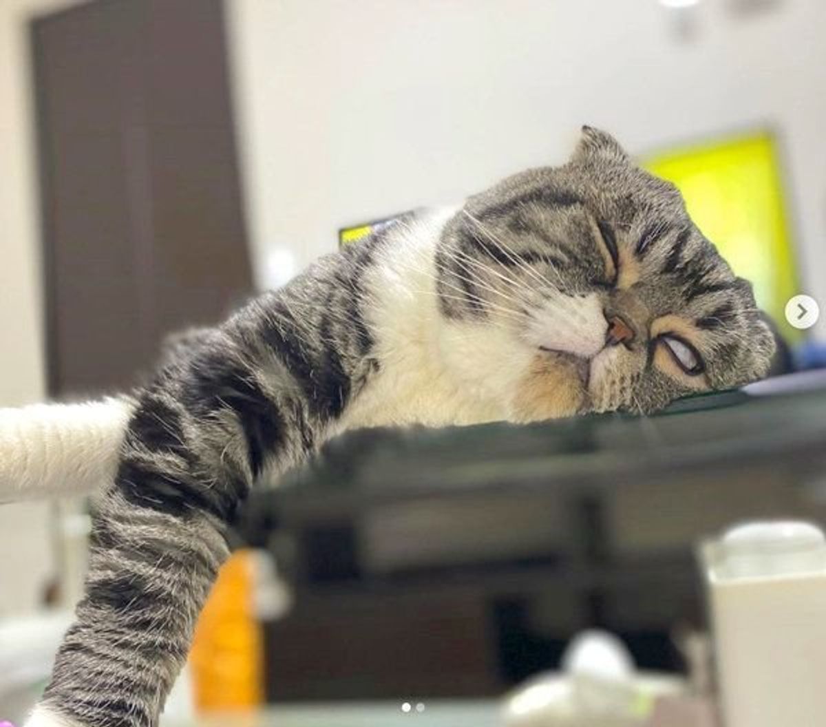 在宅勤務で嬉しい悲鳴も 飼い主に ネコハラ する猫たちの実態 ねこのきもちweb Magazine 在宅勤務で嬉しい悲鳴も 飼い主に ネコハラ する猫たちの実態 ねこのきもちweb Magazine