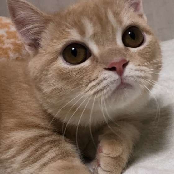 まん丸お目目のマンチカンのみかん君