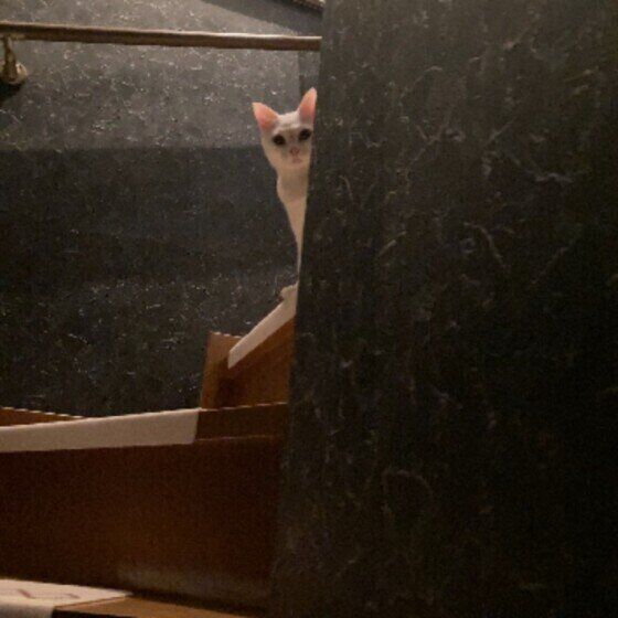 見つめるMIXの女の子