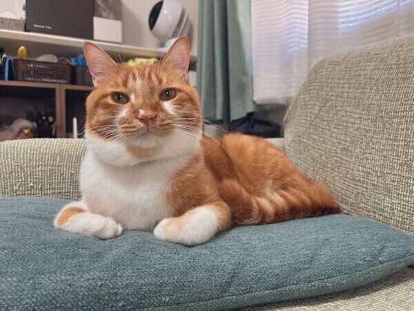 くつろぐごま太郎くん