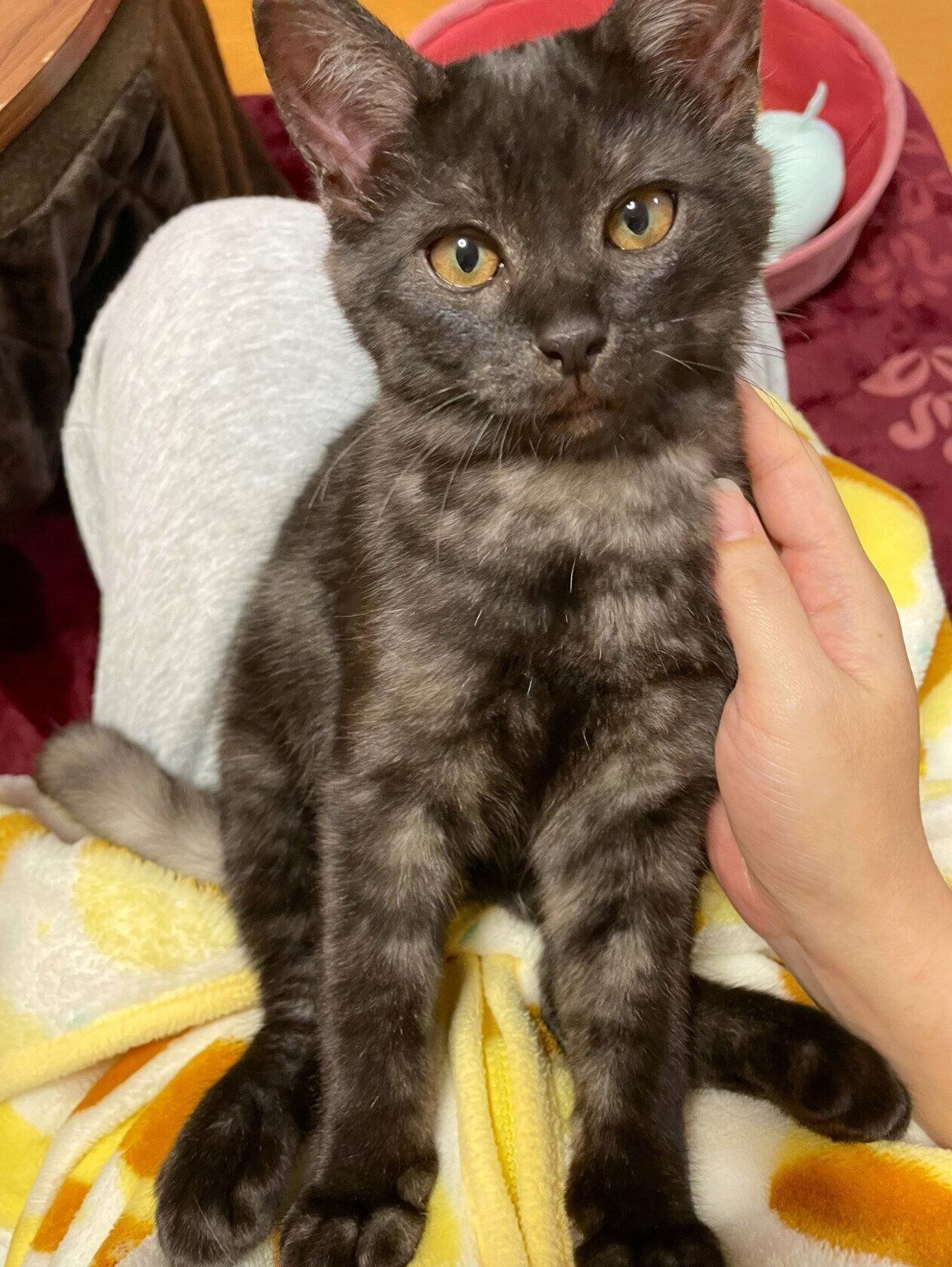 子猫時代の虎くん