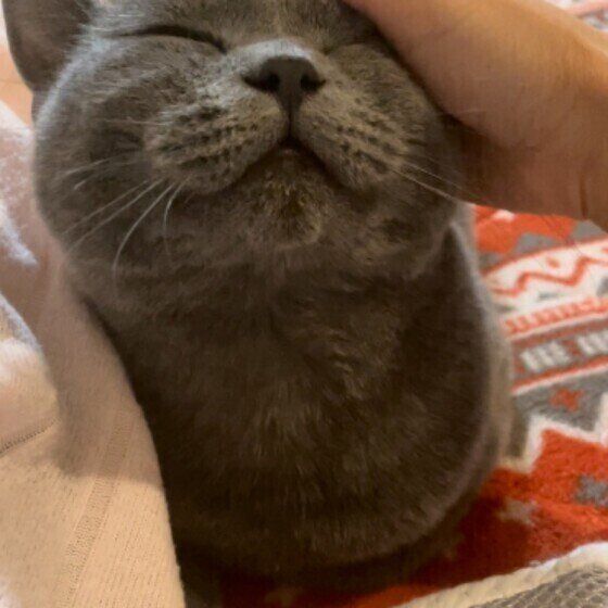なでられる猫（ブリティッシュショートヘア、オス）