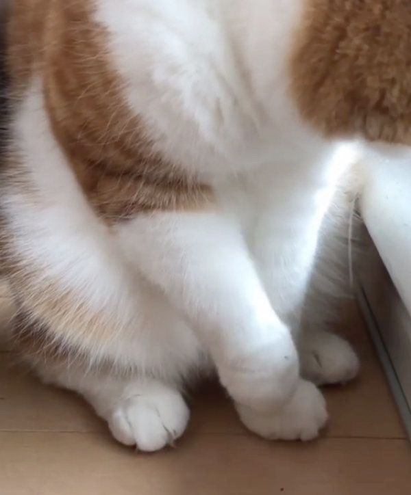 虫に翻弄されるスコティッシュフォールド