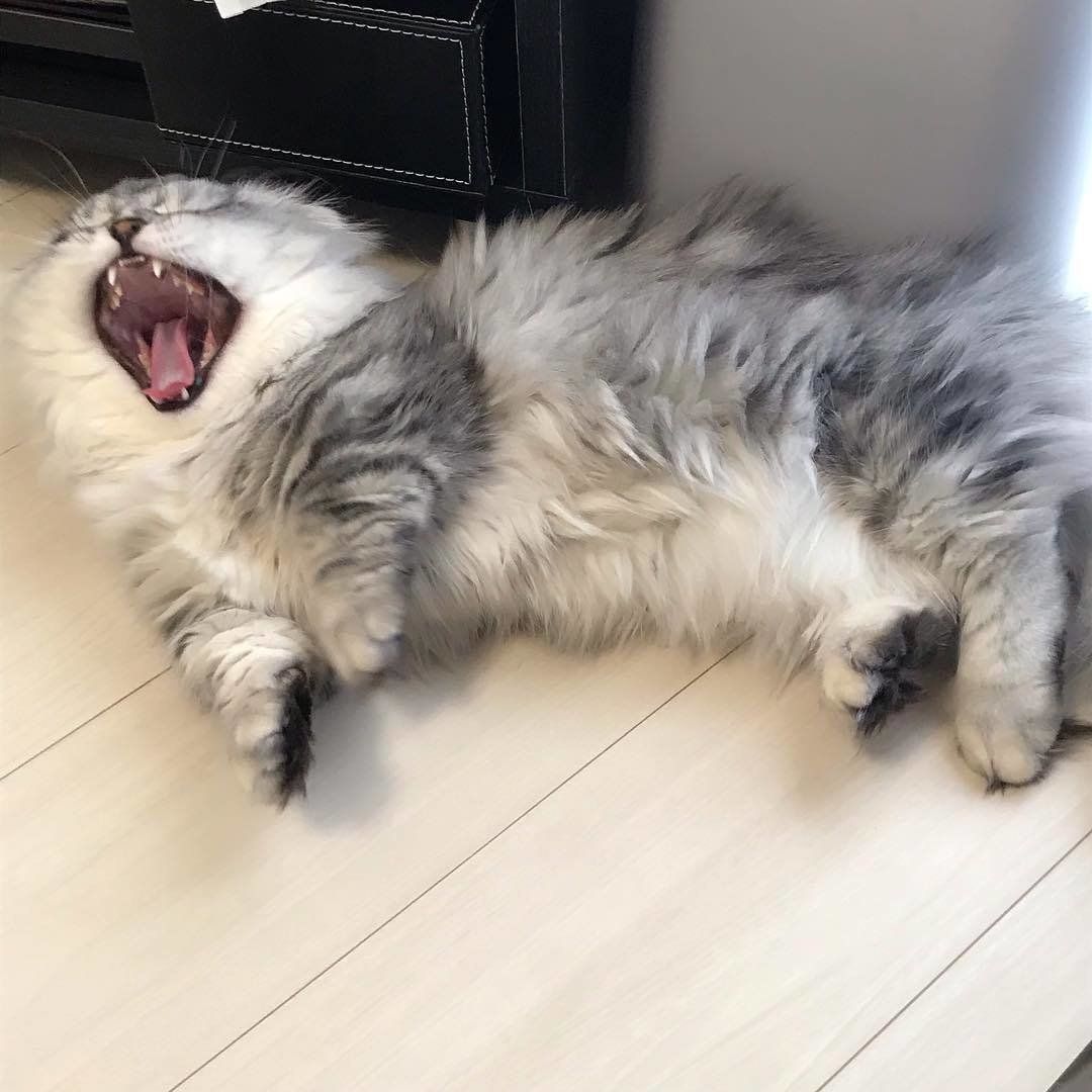 生後10ヶ月のあくび（ミヌエット、オス）