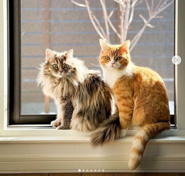 ニャルソックをするモモちゃん、テテくん