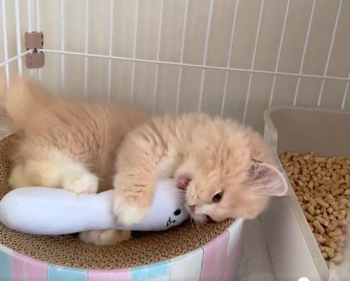 パンダのぬいぐるみで遊ぶレオンくん