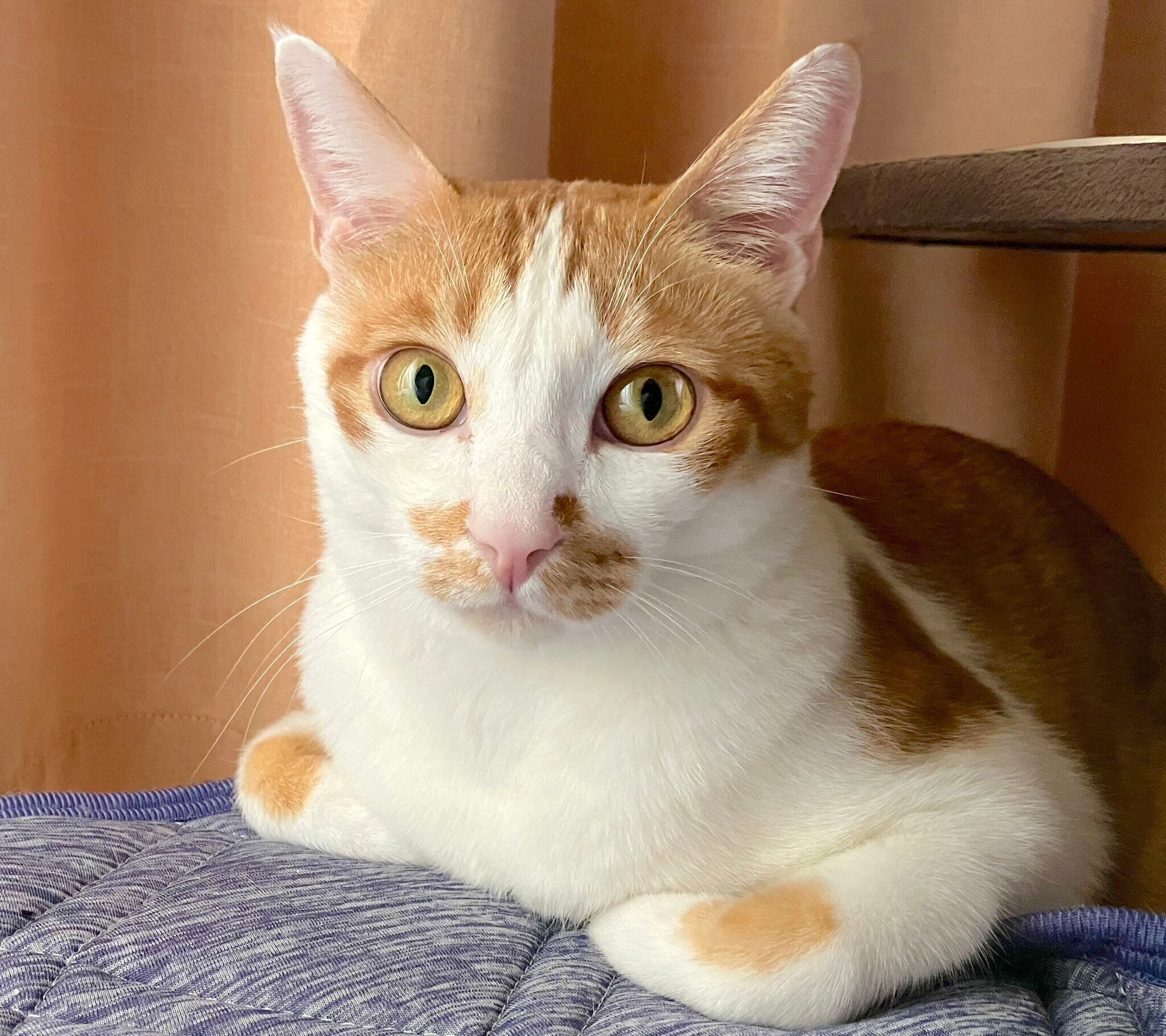 くつろぐごえもんくん