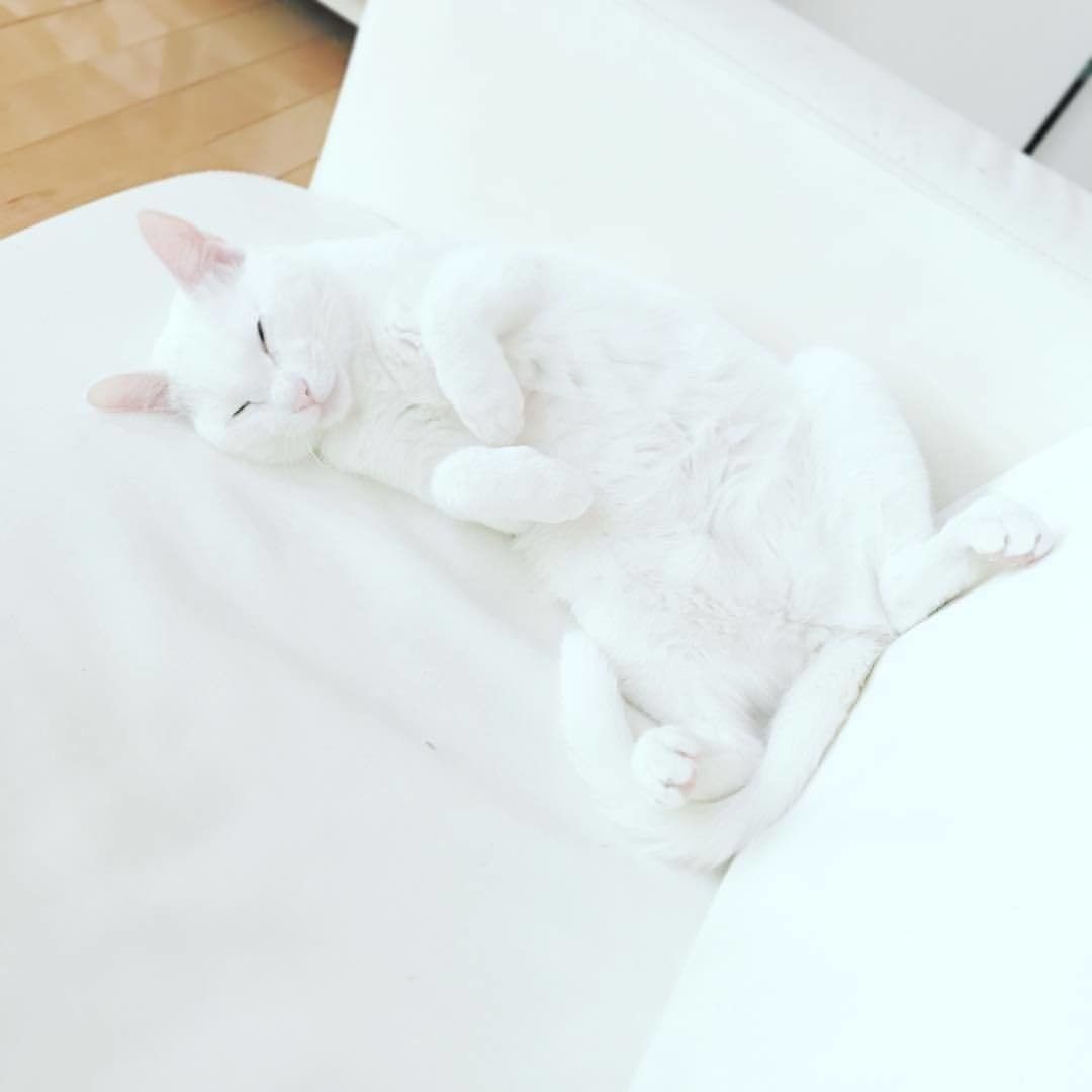 白猫ちゃん