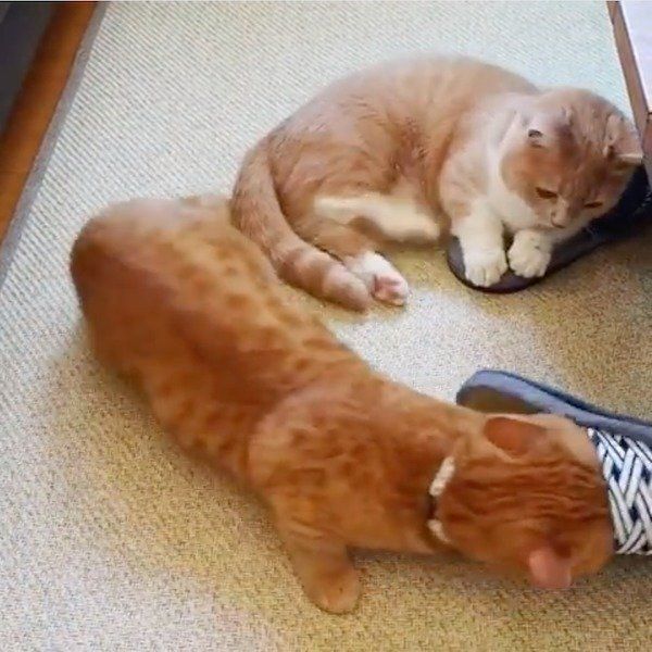 スリッパ講座をするマンチカン