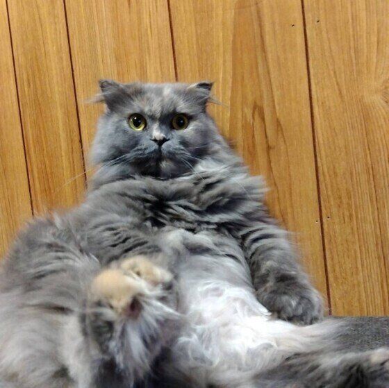 スコティッシュフォールド・ロングヘアのここちゃん