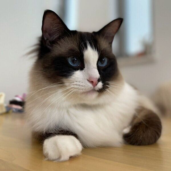 冬頃のコテツくん