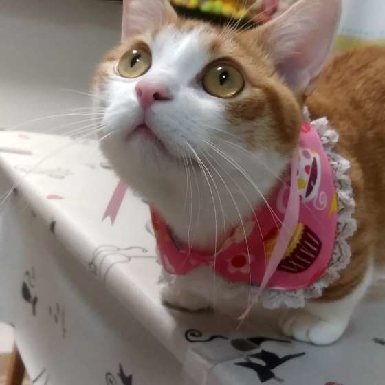 おやつ待ちの猫