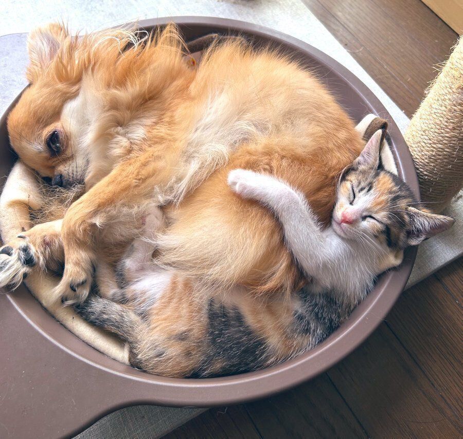 先住犬とくっついて寝るチッチちゃん