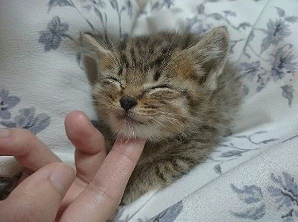 顎の下をなでられている子猫