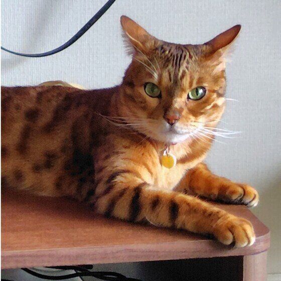 ベンガルのテトちゃん