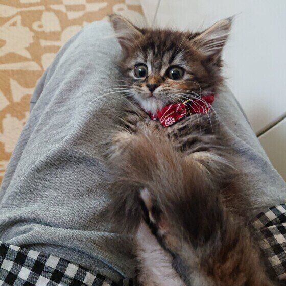 膝の上で遊ぶマンチカンの子猫