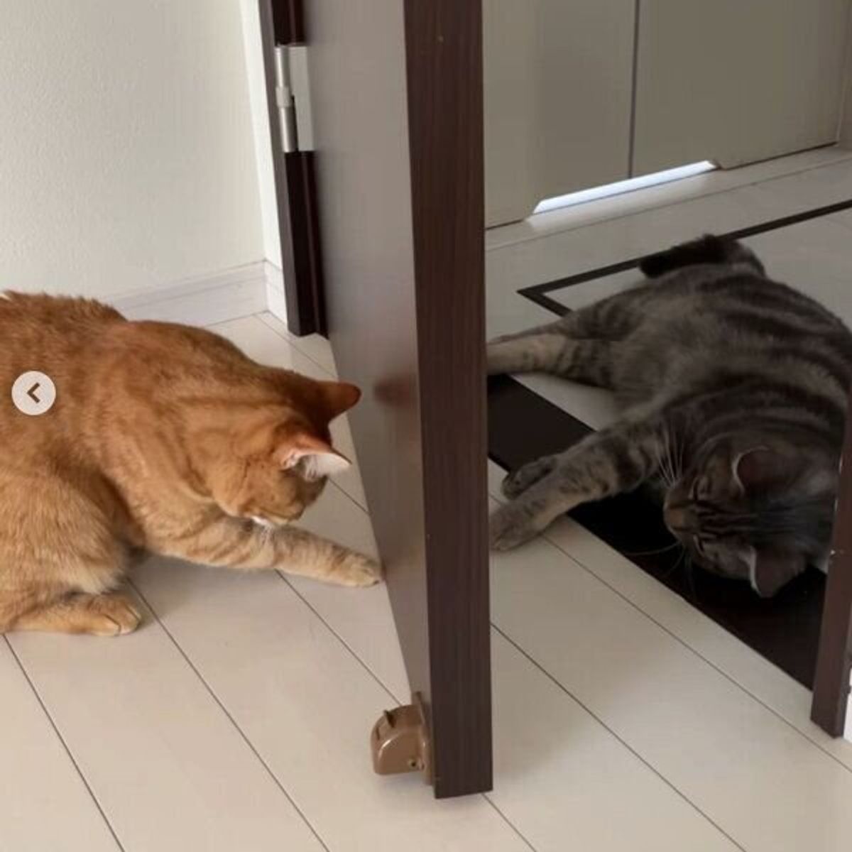 秘密の取引 ドアの隙間で何やら怪しい動きをする猫たち その 真相 が笑える ねこのきもちweb Magazine 秘密の取引 ドアの隙間で何やら怪しい動きをする猫たち その 真相 が笑える ねこのきもちweb Magazine