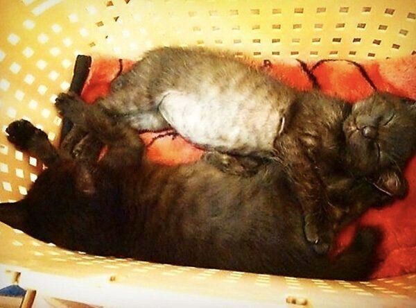 子猫時代のななちゃんとはちちゃん