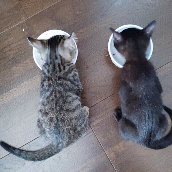 ごはんを食べる北斗くんと流星くん