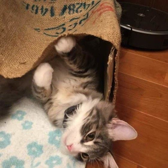 見つめるノルウェージャンフォレストキャット