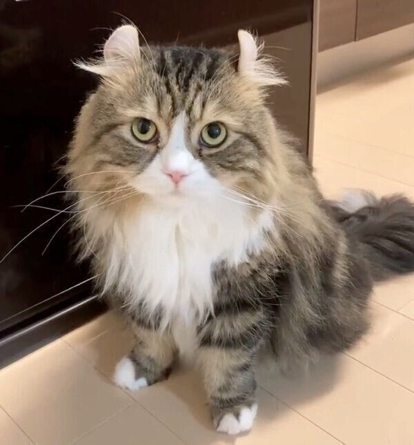 見つめるみつばくん