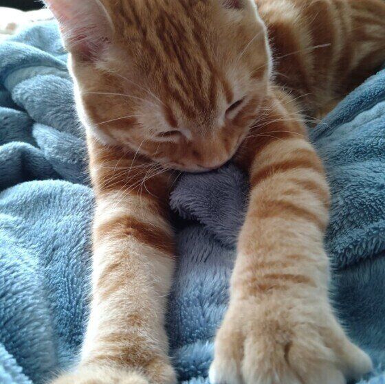 毛布に横たわるアメリカンショートヘア