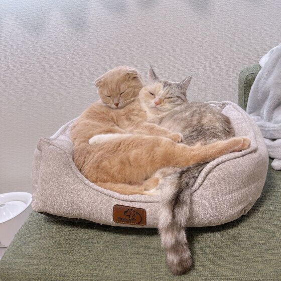 マンチカンの藤ちゃん