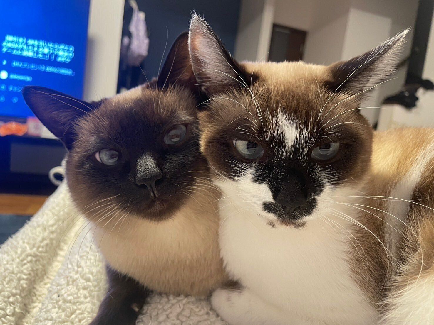 くっつくミュウちゃん、ココちゃん