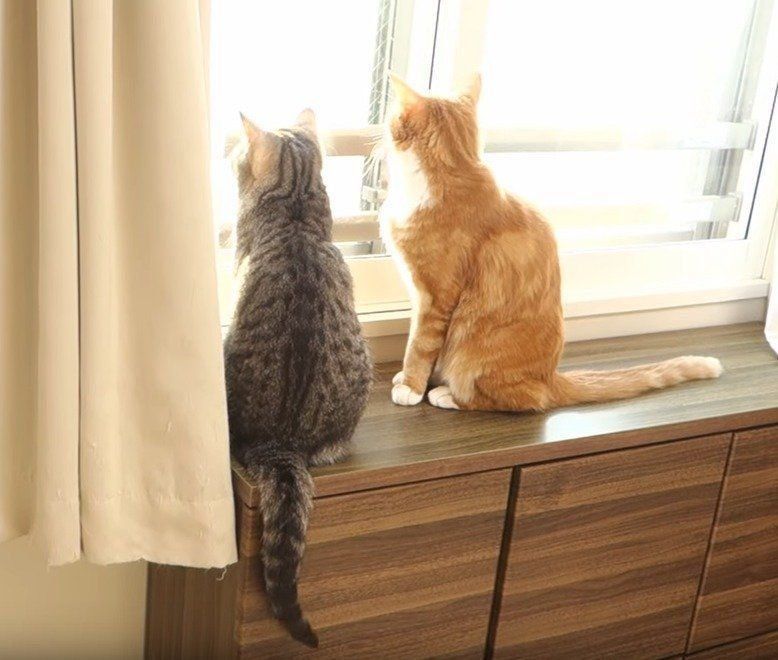 朝日を浴びる猫