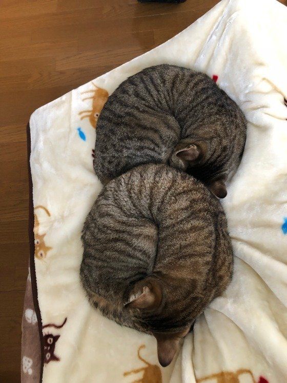 アンモニャイトでシンクロ