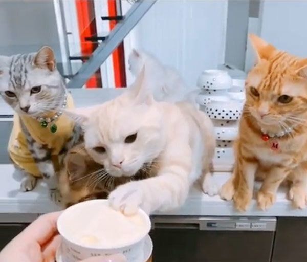 アイスを見つめるアメリカンショートヘア