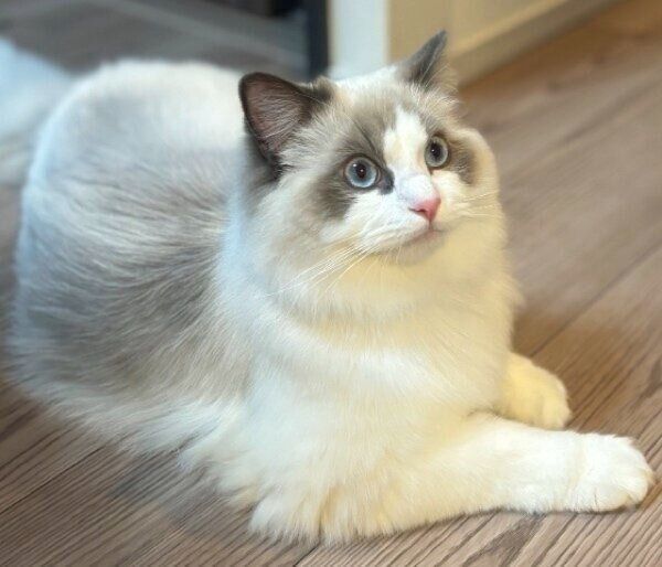 斜めからの角度も美しいカニちゃん