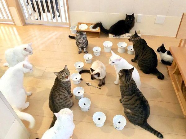 ごはんを待つ猫集団