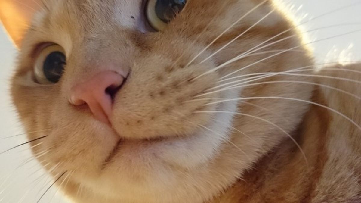 インスタ猫撮り上手さん監修 愛猫の素敵写真をスマホで撮るコツ ねこのきもちweb Magazine インスタ猫撮り上手さん監修 愛猫の素敵写真をスマホで撮るコツ ねこのきもちweb Magazine