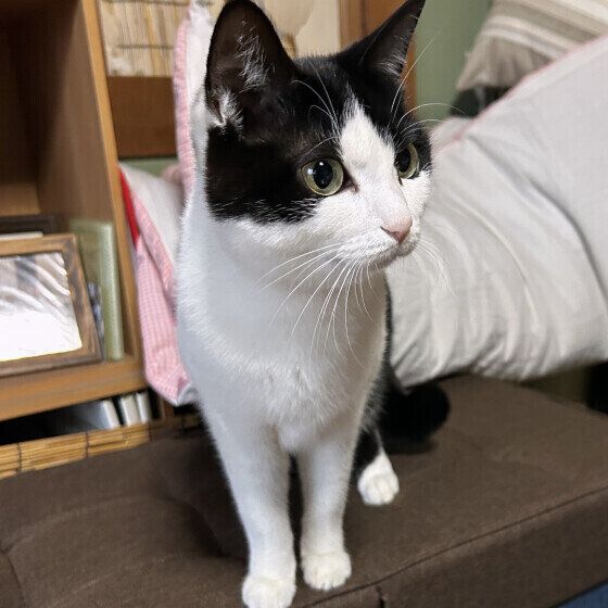 日本ネコの初夏ちゃん