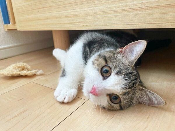 ベッドの下で遊ぶ琥太郎くん