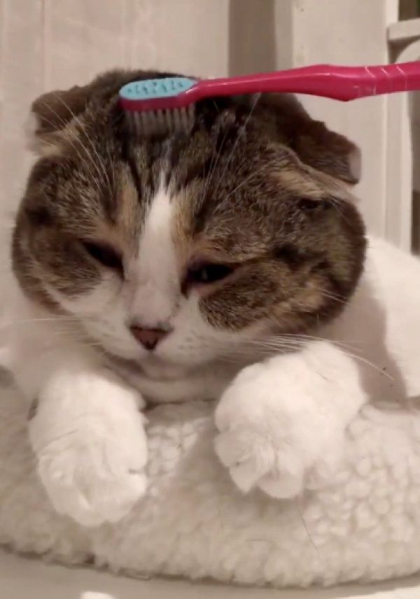 歯ブラシでマッサージされるスコティッシュフォールド