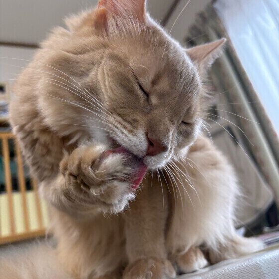 ソマリのひめちゃん