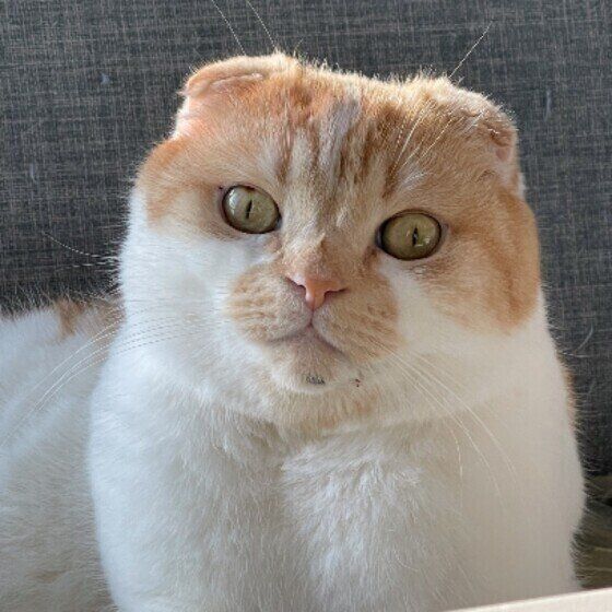 見つめるスコティッシュフォールド