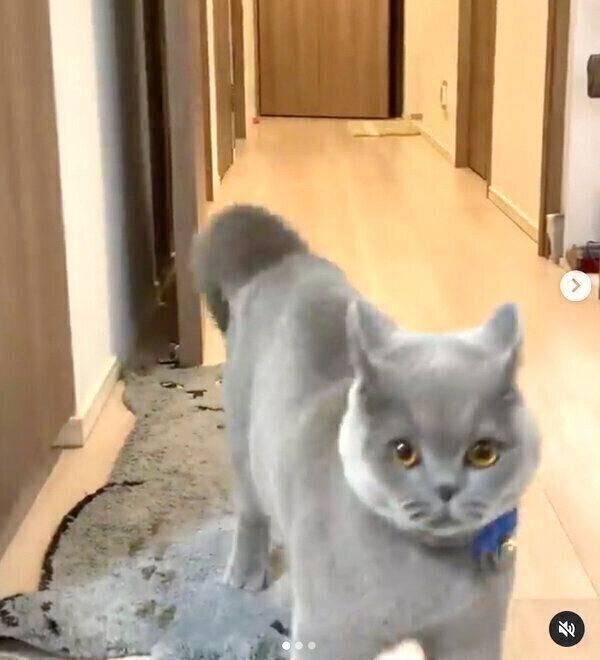 独特のステップを見せるトロくん