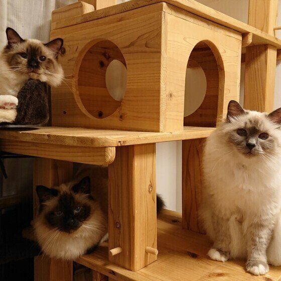 3匹の仲良しバーマン