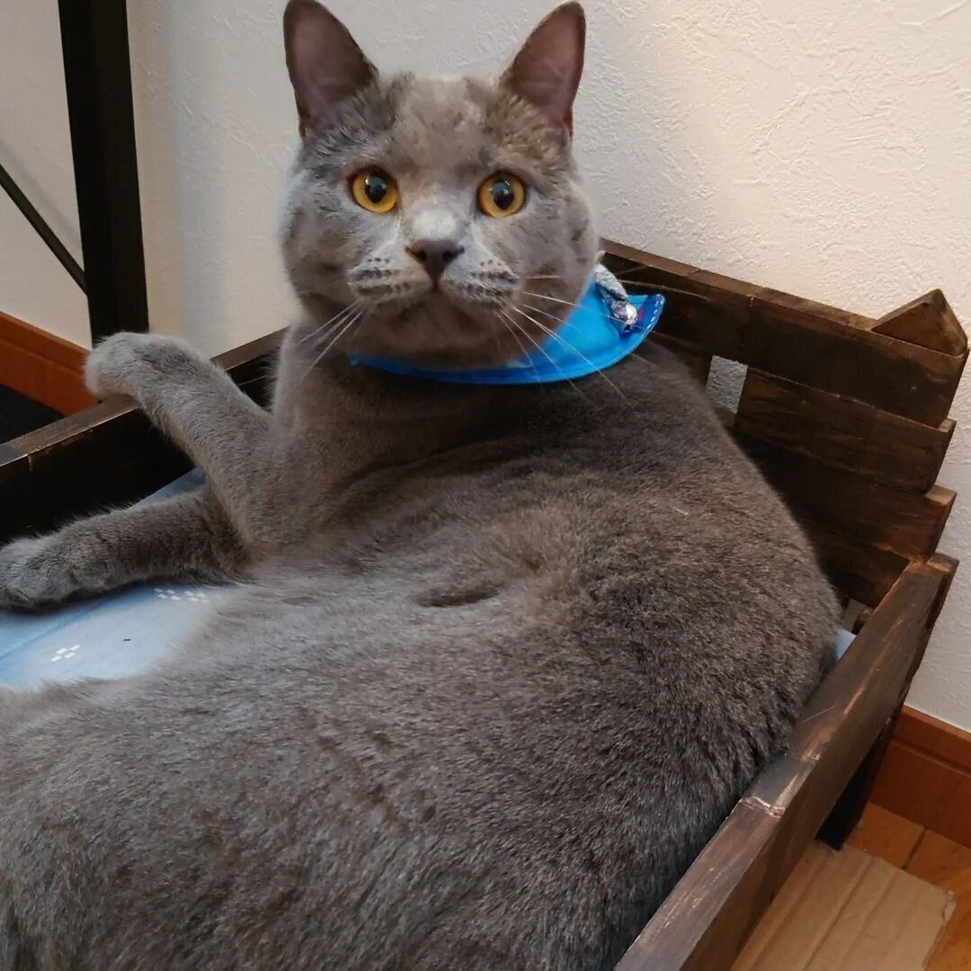 100均素材のベッド