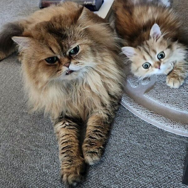 仲良しな海松茶くん、鹿の子ちゃん