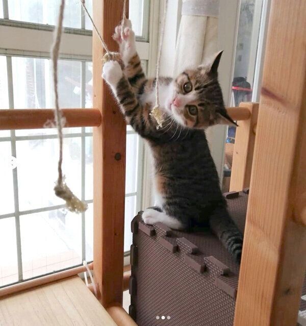 猫用ジャングルで遊ぶあんこちゃん