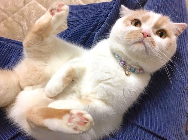 のんびりくつろぐホイップクリームちゃん