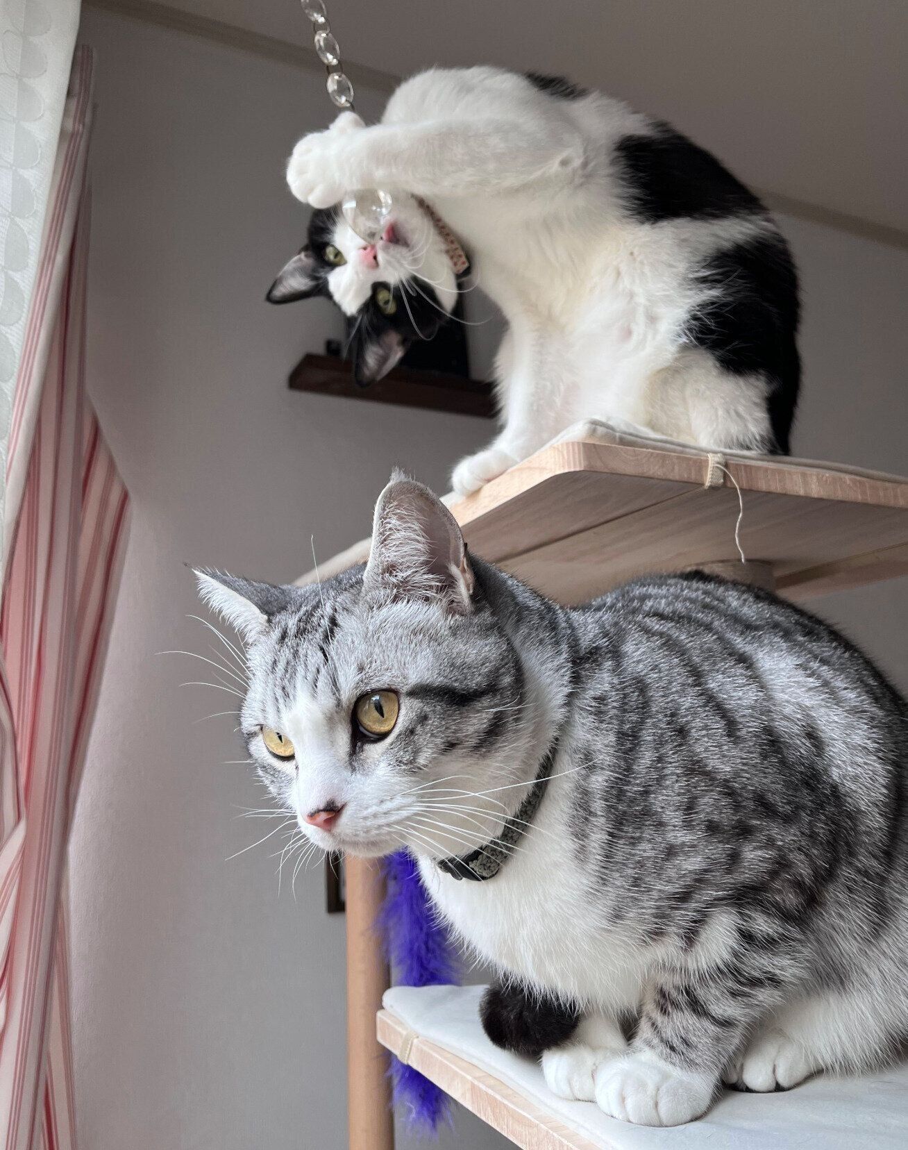 ニャルソックをするハクくん、うたちゃん